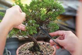 Cómo cuidar un bonsái pino