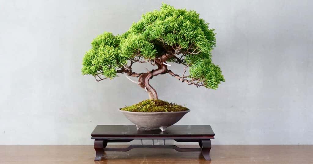 Dónde colocar un bonsái según el Feng Shui